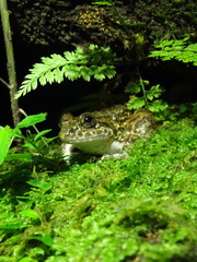 Limnonectes kuhlii