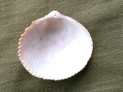 Dallocardia quadragenaria