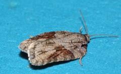 Acleris ptychogrammos