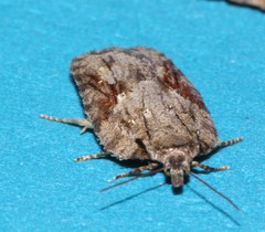 Acleris ptychogrammos