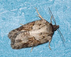 Acleris ptychogrammos