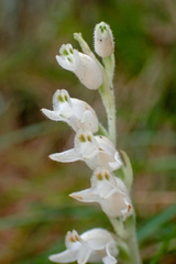 Goodyera schlechtendaliana