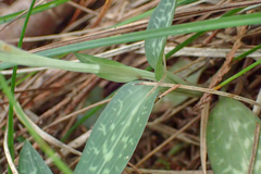 Goodyera schlechtendaliana