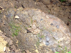 Limnonectes microdiscus