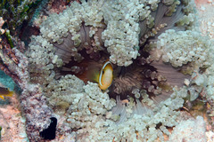 Amphiprion tricinctus