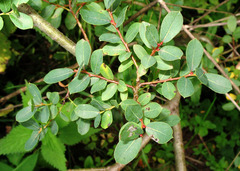 Salix caesia