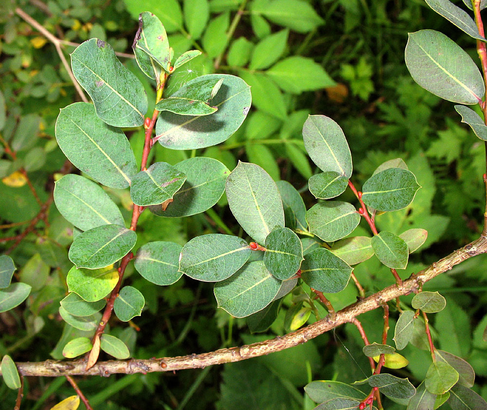 Blue-green Willow