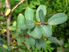 Salix caesia