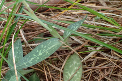 Goodyera schlechtendaliana