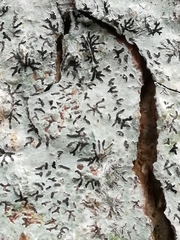 Phaeographis dendritica