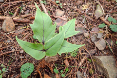 Cyrtomium caryotideum