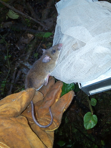 Jackson's Praomys (Praomys jacksoni) — Least Concern Mammalia