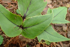 Cyrtomium caryotideum