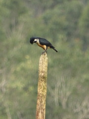 Microhierax fringillarius