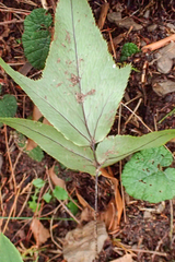 Cyrtomium caryotideum