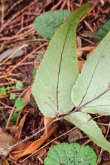 Cyrtomium caryotideum