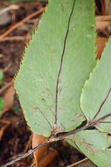 Cyrtomium caryotideum