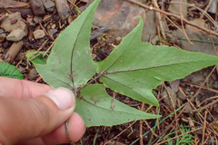 Cyrtomium caryotideum