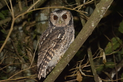 Megascops sanctaecatarinae