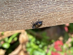 Chrysobothris chrysoela