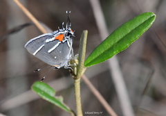 Strymon acis bartrami