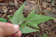 Cyrtomium caryotideum