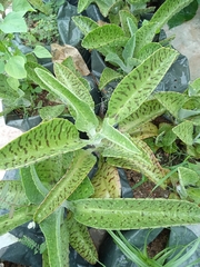 Kalanchoe gastonis-bonnieri