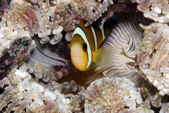 Amphiprion tricinctus