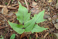 Cyrtomium caryotideum