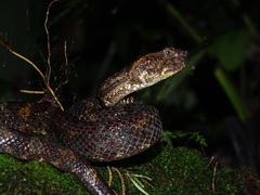 Craspedocephalus puniceus