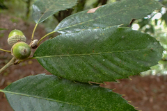 Quercus stenophylloides