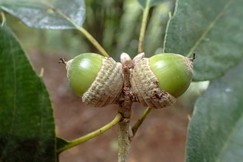 Quercus stenophylloides Hayata