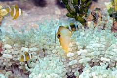 Amphiprion tricinctus