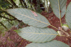 Quercus stenophylloides
