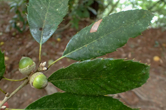 Quercus stenophylloides