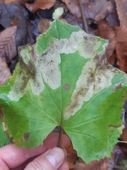 Scrobipalpula tussilaginis