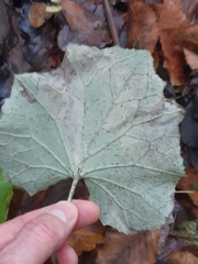 Scrobipalpula tussilaginis