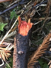 Phanerochaete sanguinea