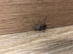 Leptoglossus occidentalis