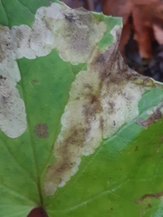 Scrobipalpula tussilaginis