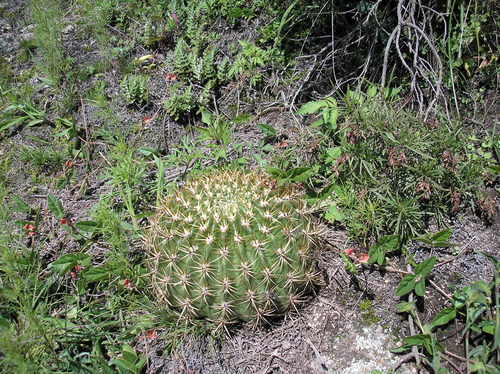 Image of Lobivia bruchii by (c) Anabela Plos, some rights reserved (CC BY)