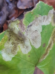 Scrobipalpula tussilaginis