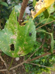 Hydrotaea chalcogaster