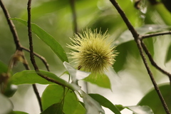 Sloanea sinensis