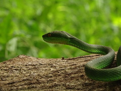 Trimeresurus albolabris