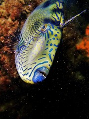 Spinytail Leatherjacket photo 3