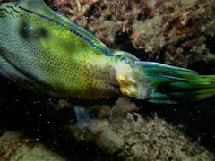 Spinytail Leatherjacket photo 2