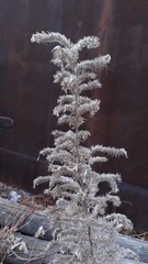 Echium vulgare