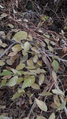 Ulmus pumila