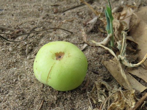 Árbol de la muerte (Hippomane mancinella)